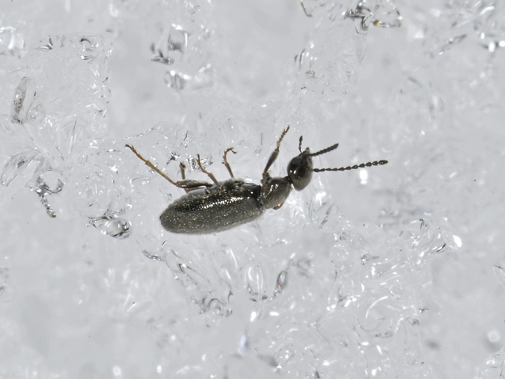 Anthicus niger?No. Microhoria plumbea plumbea (Anthicidae)